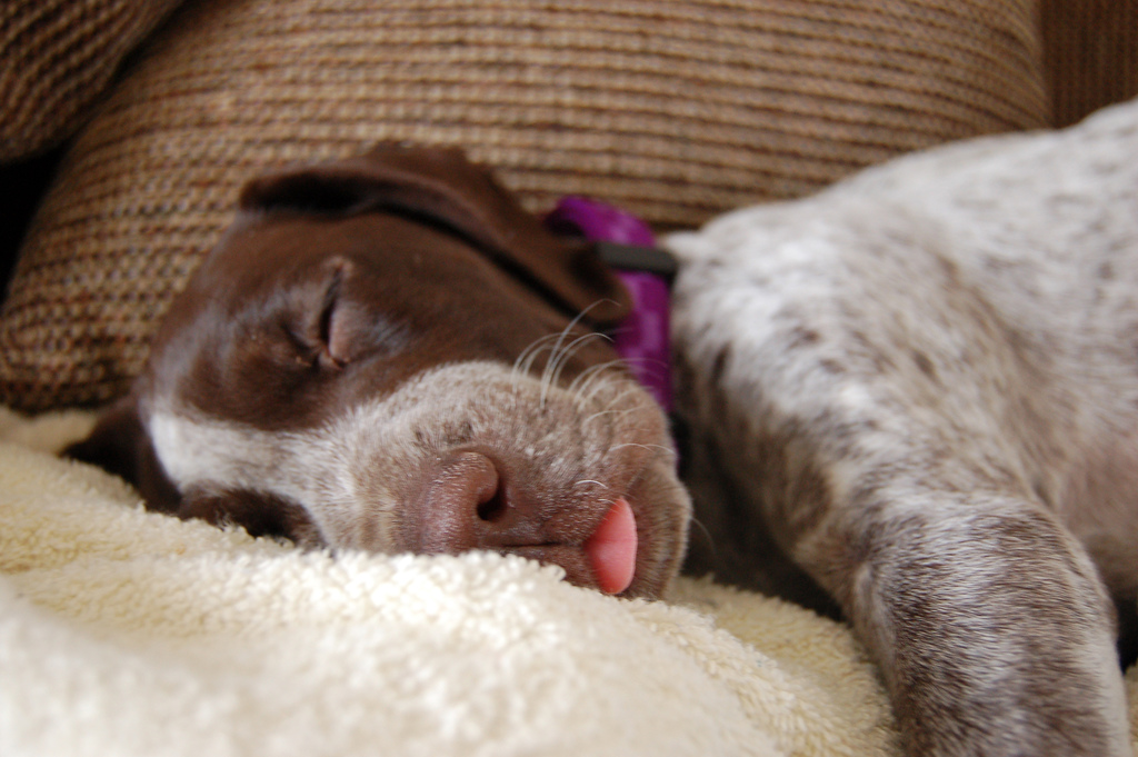 Спать с высунутым языком. Спящие щенки. Спящий щенок.